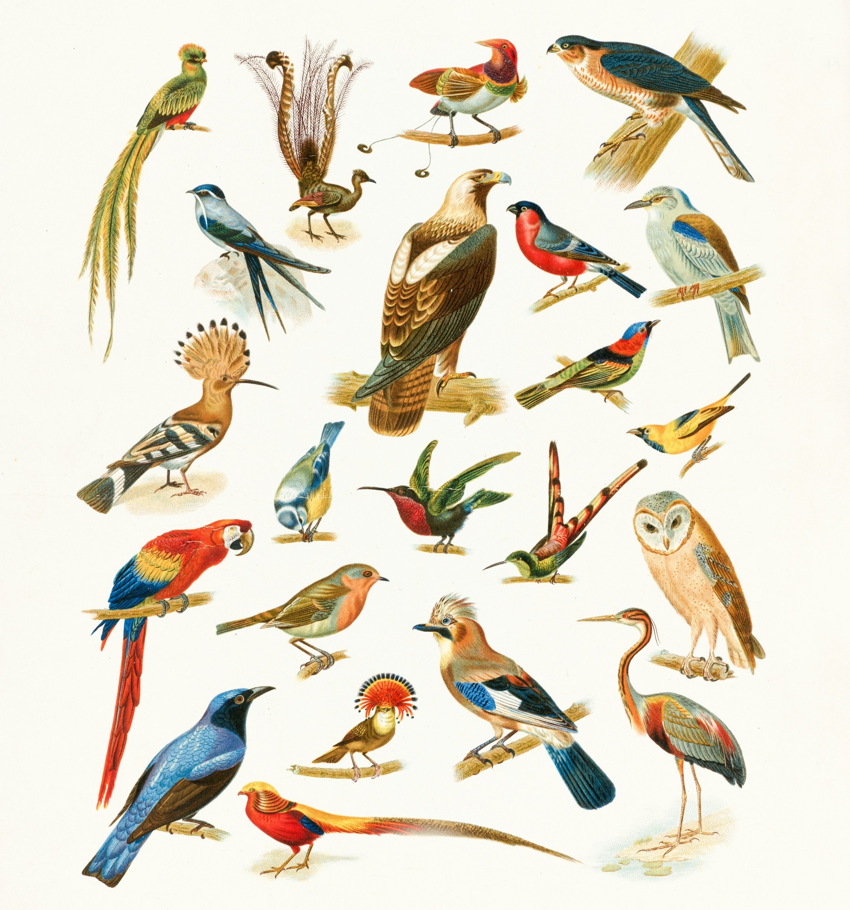 Species of birds symbolizing different learning styles